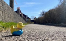 Gelbes Entchen mit blauem Bauch auf einem asphaltierten Weg vor einer Mauer und Büschen unter blauem Himmel.